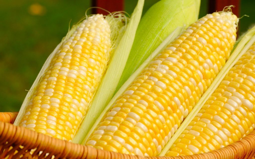 свежая кукуруза